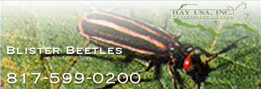 Blister beetles plaque the alfalfa industry